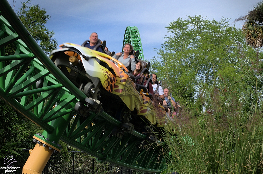 Cheetah Hunt