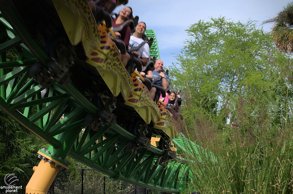 Cheetah Hunt