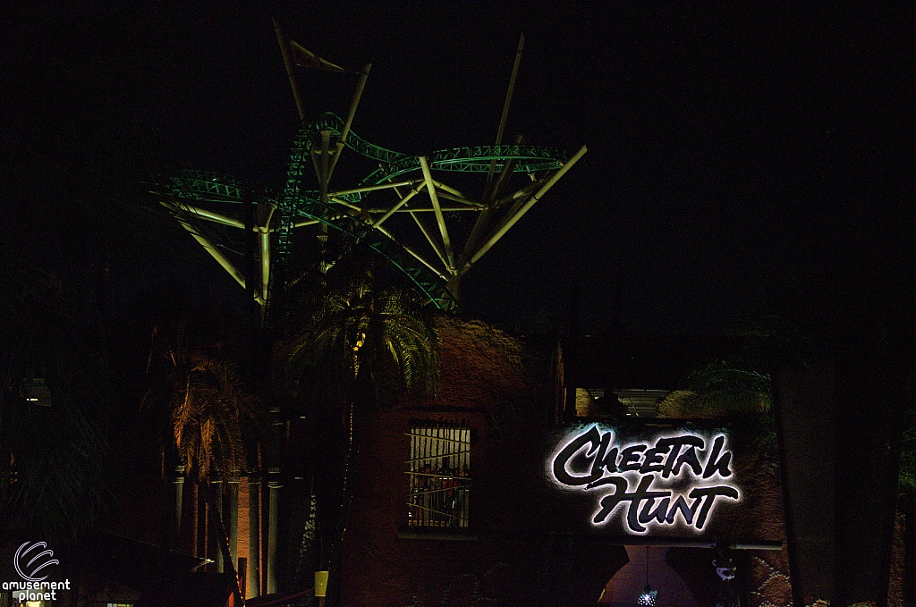 Cheetah Hunt