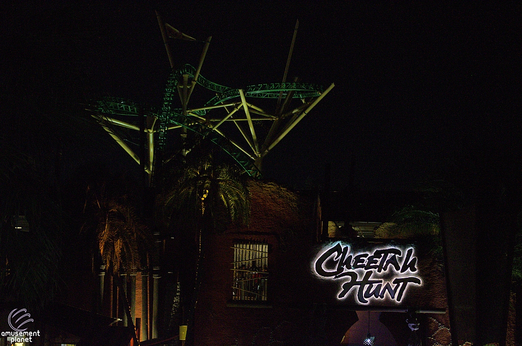 Cheetah Hunt