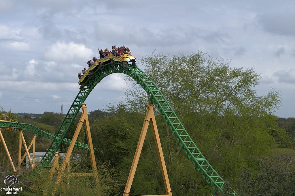 Cheetah Hunt