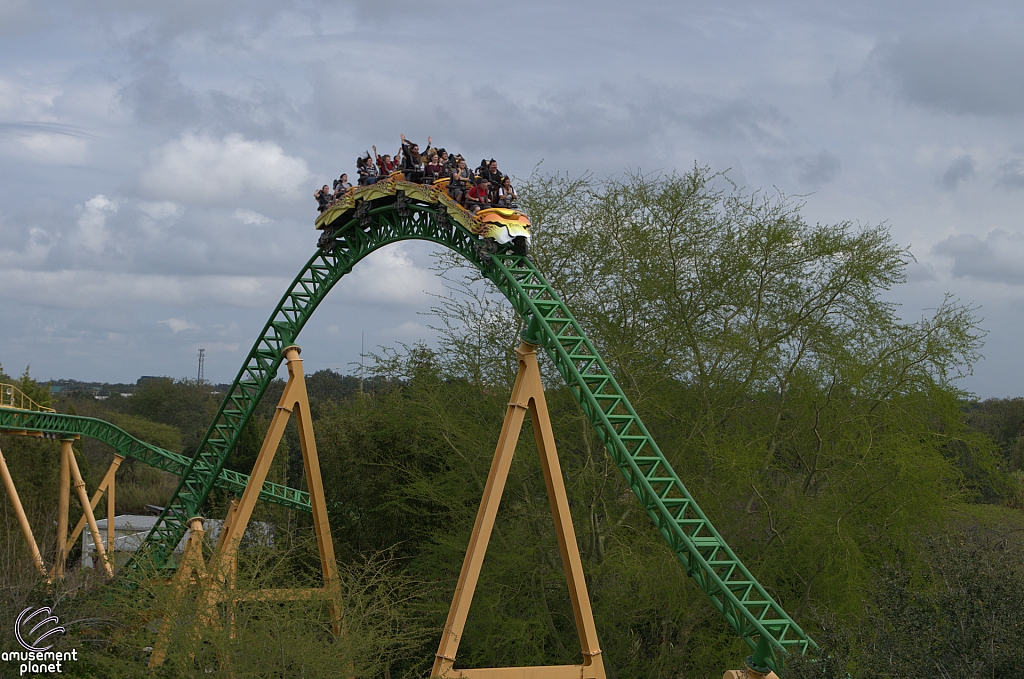 Cheetah Hunt