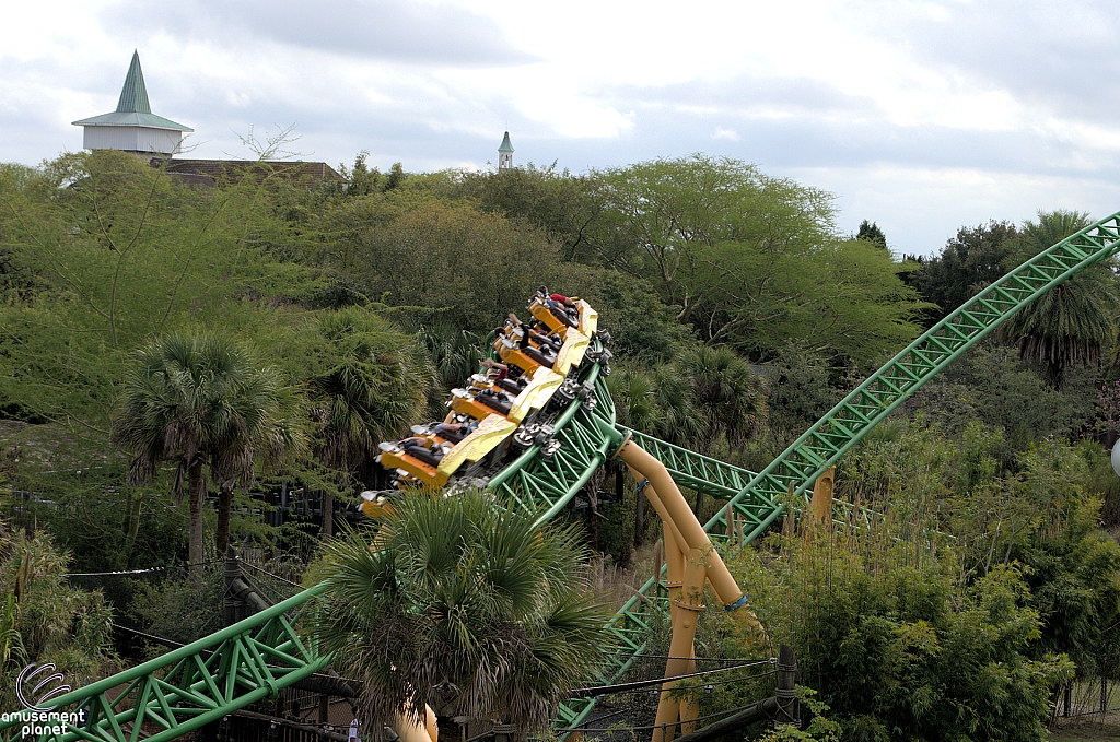 Cheetah Hunt