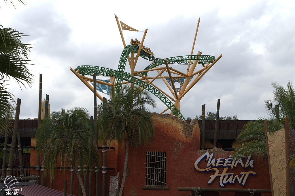 Cheetah Hunt