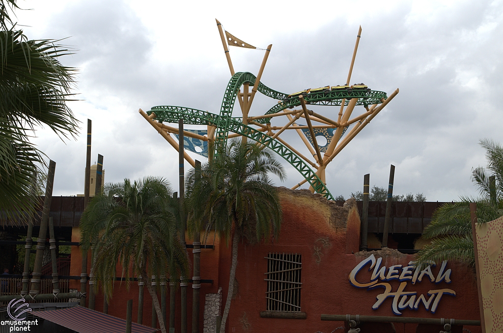 Cheetah Hunt