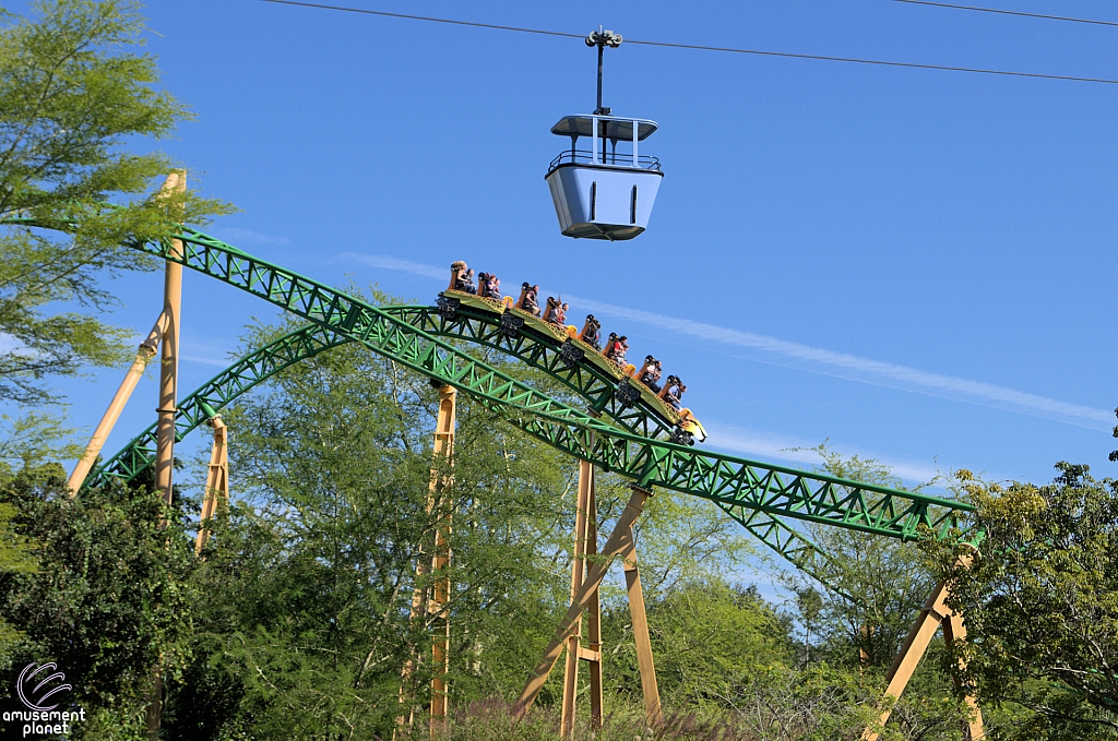 Cheetah Hunt