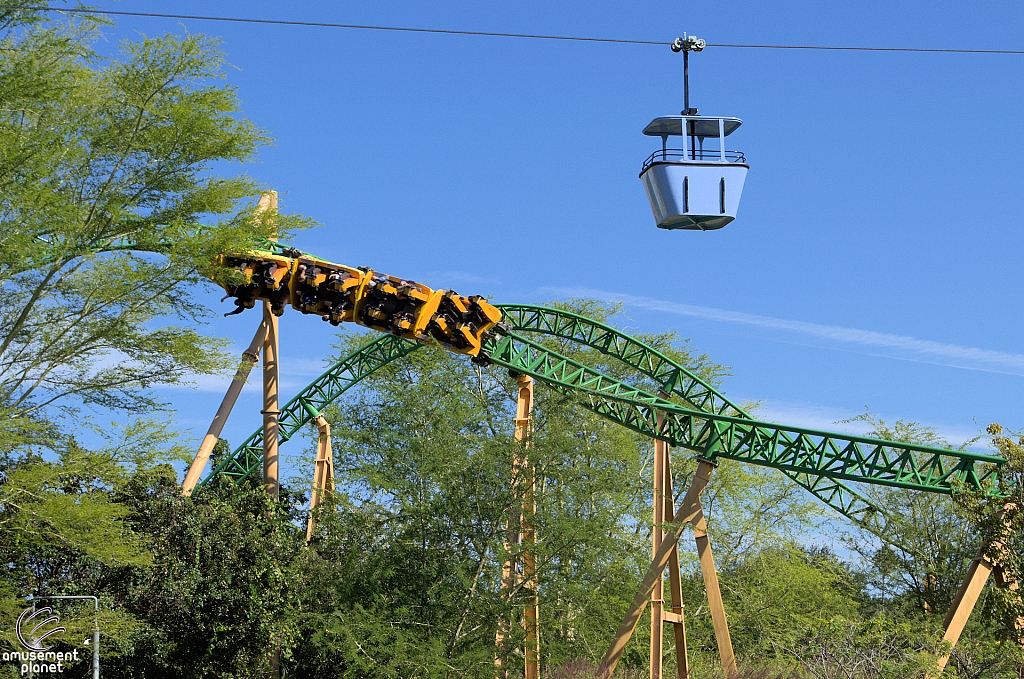 Cheetah Hunt