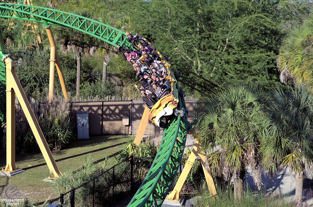 Cheetah Hunt