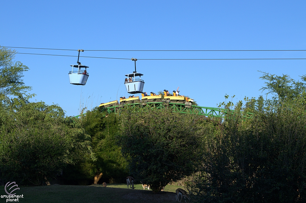 Cheetah Hunt