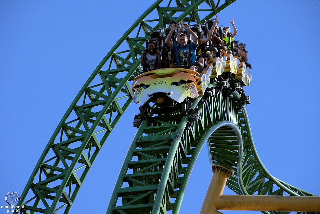 Cheetah Hunt