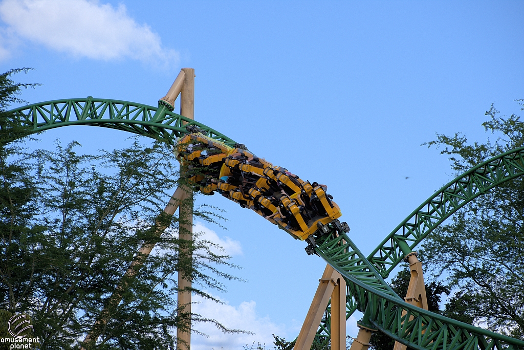 Cheetah Hunt