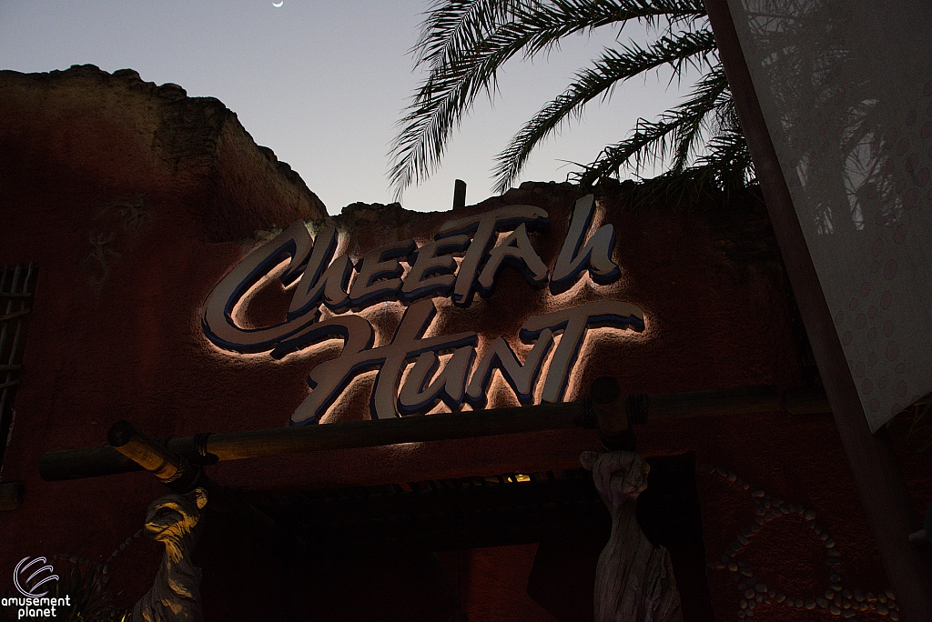 Cheetah Hunt