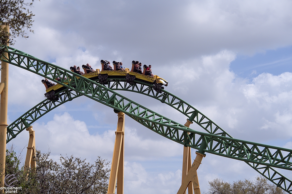 Cheetah Hunt