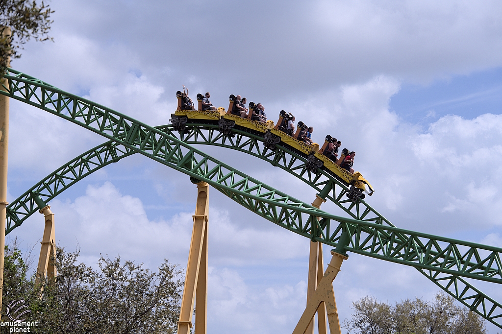 Cheetah Hunt