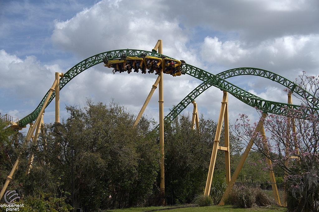 Cheetah Hunt