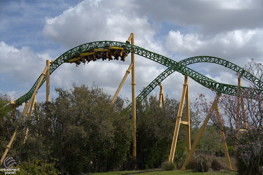 Cheetah Hunt