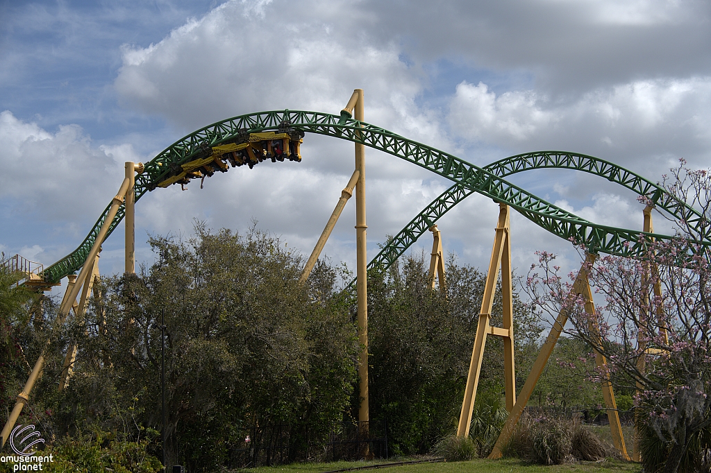 Cheetah Hunt