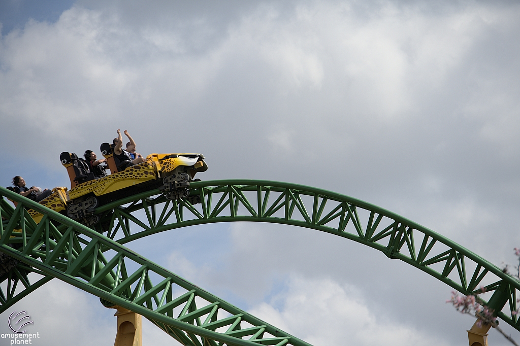 Cheetah Hunt