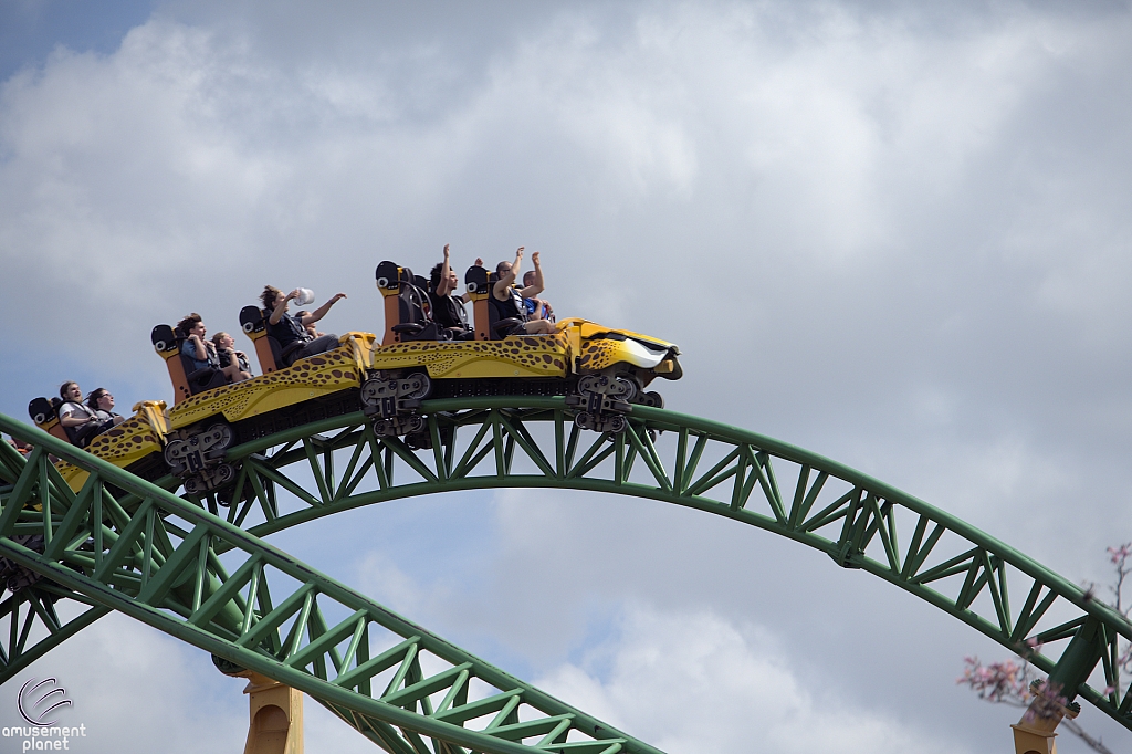 Cheetah Hunt