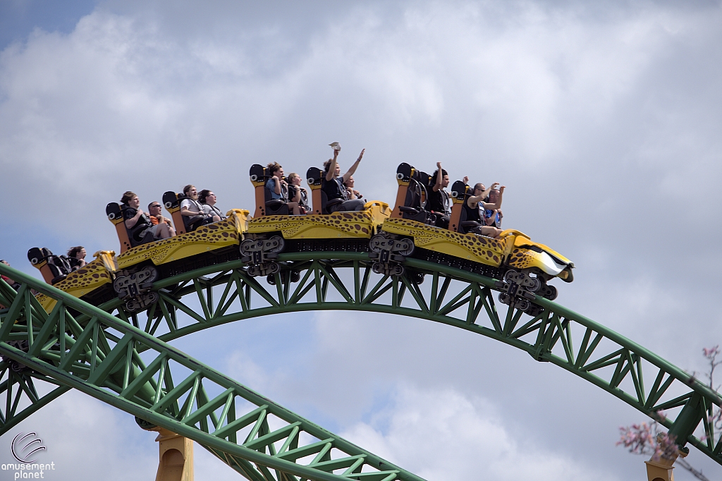 Cheetah Hunt