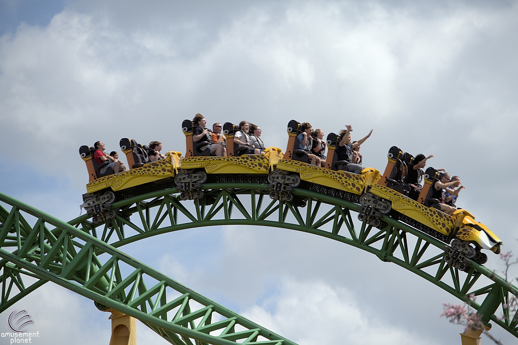 Cheetah Hunt
