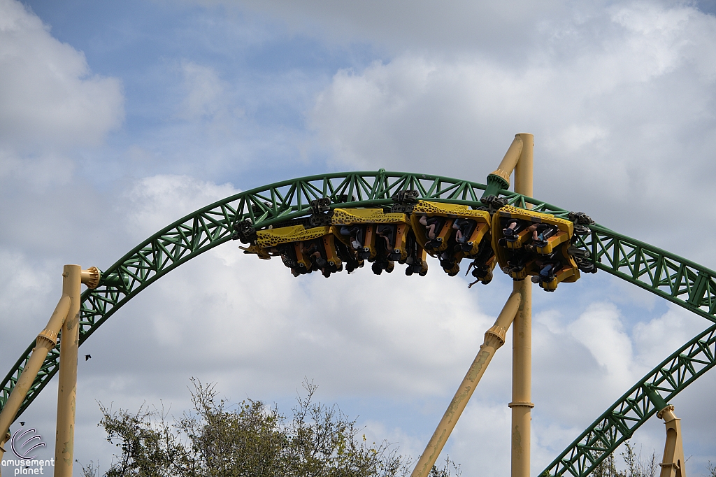 Cheetah Hunt