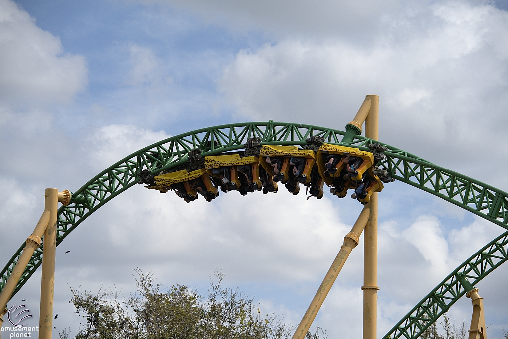 Cheetah Hunt