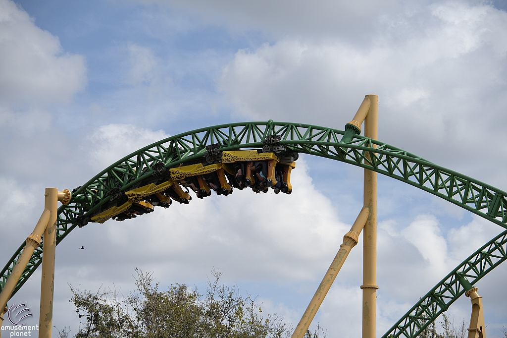 Cheetah Hunt