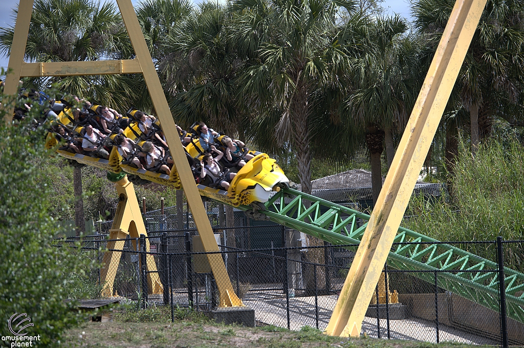 Cheetah Hunt
