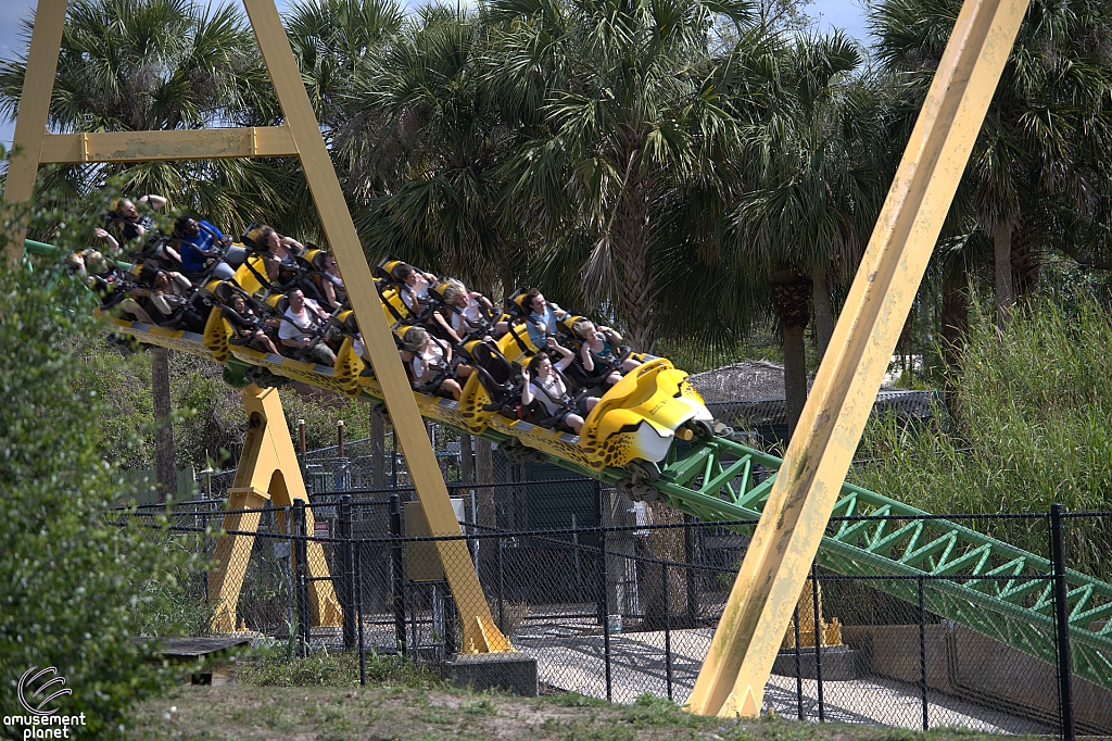Cheetah Hunt