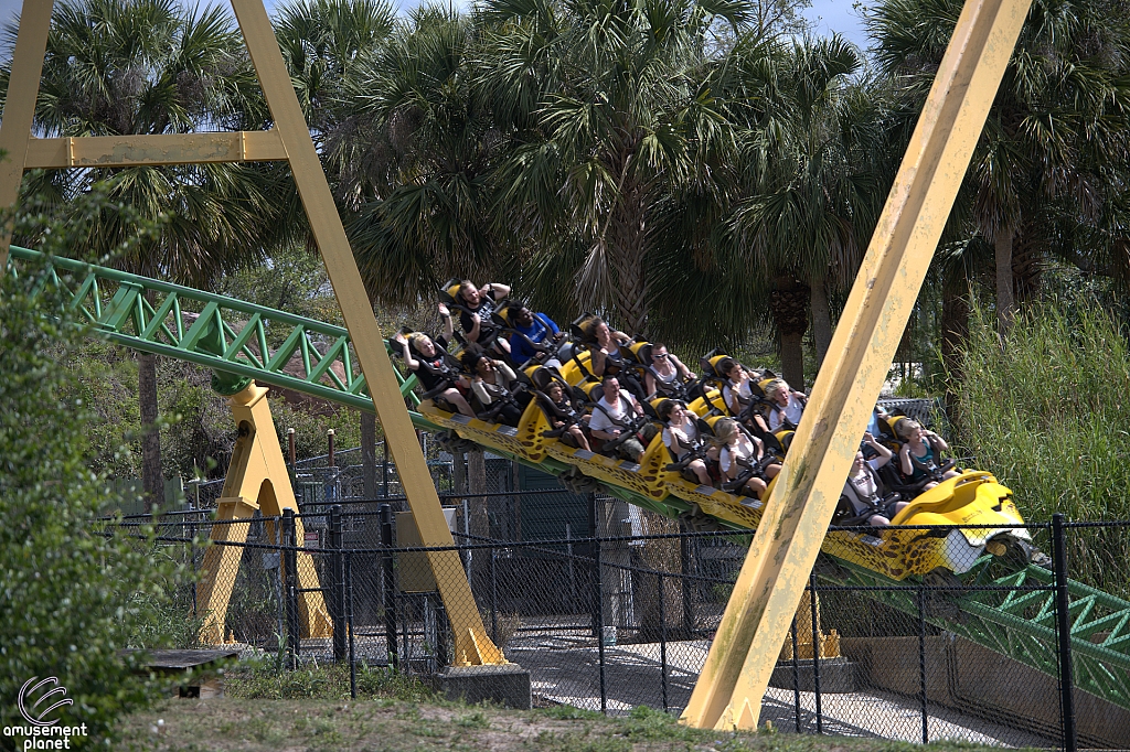 Cheetah Hunt