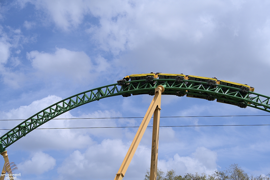 Cheetah Hunt