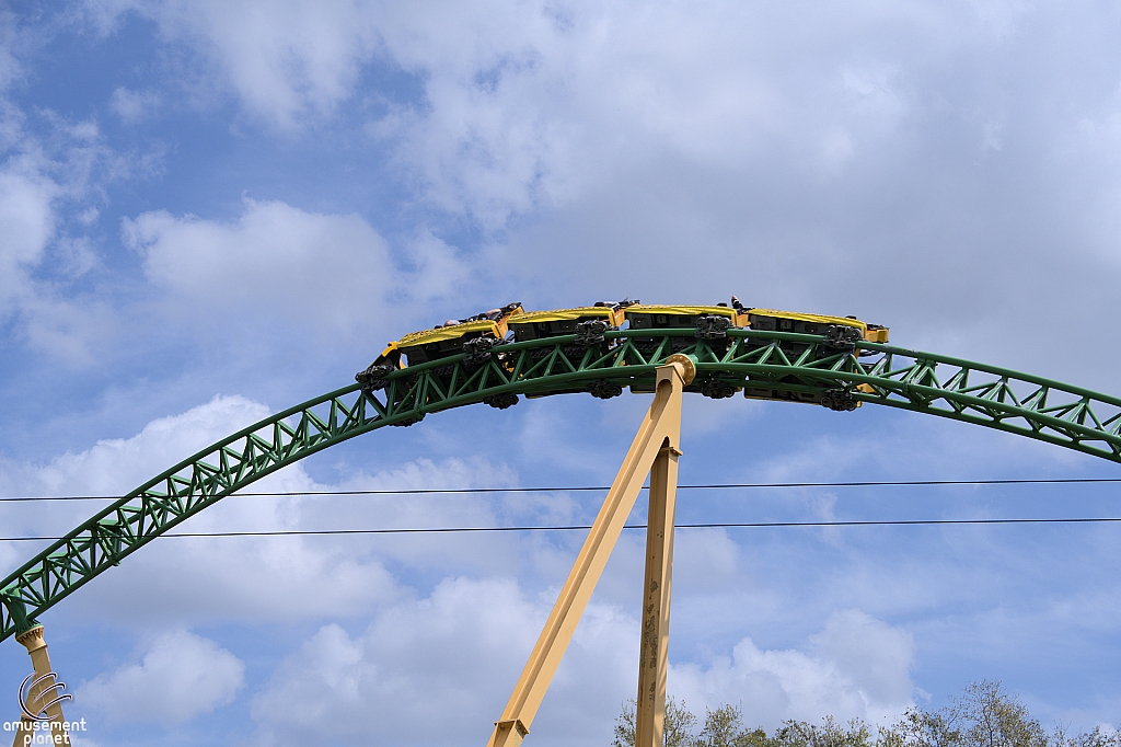 Cheetah Hunt