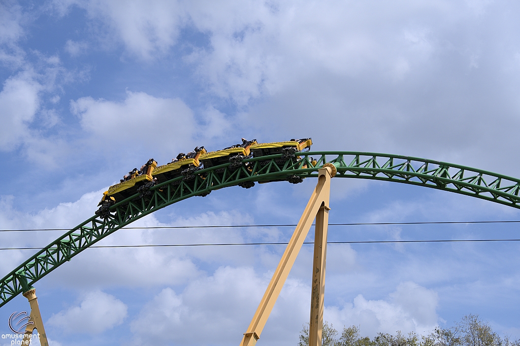 Cheetah Hunt