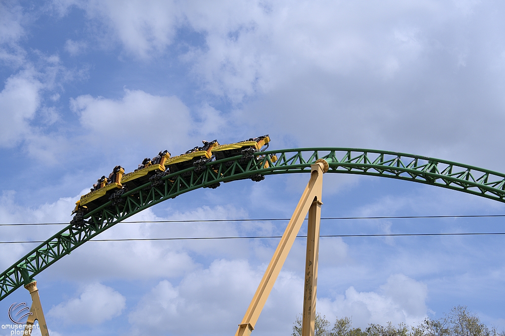 Cheetah Hunt