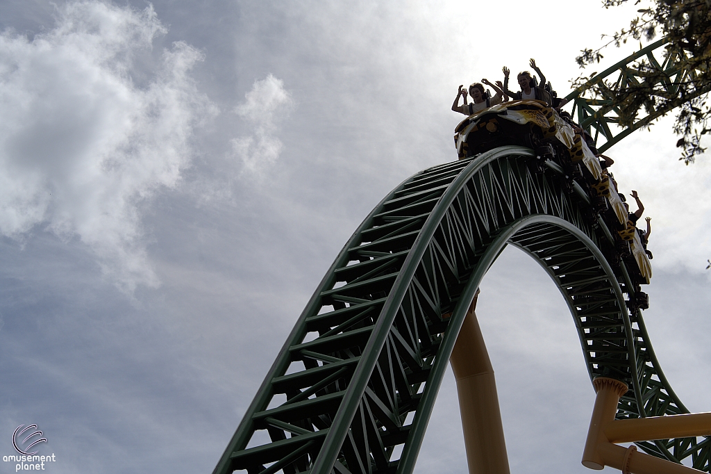 Cheetah Hunt