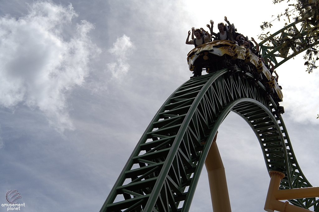 Cheetah Hunt