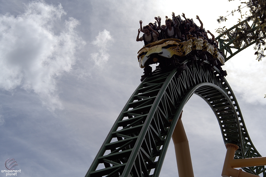 Cheetah Hunt