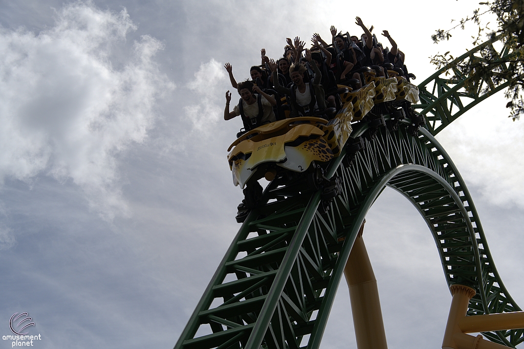 Cheetah Hunt
