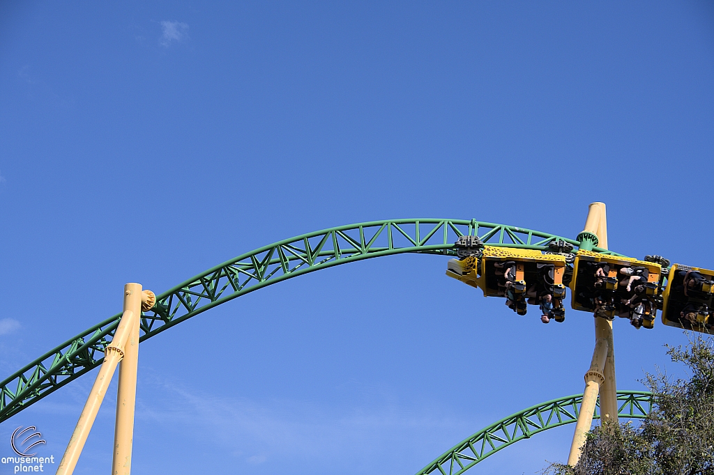 Cheetah Hunt