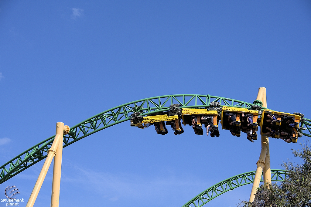 Cheetah Hunt