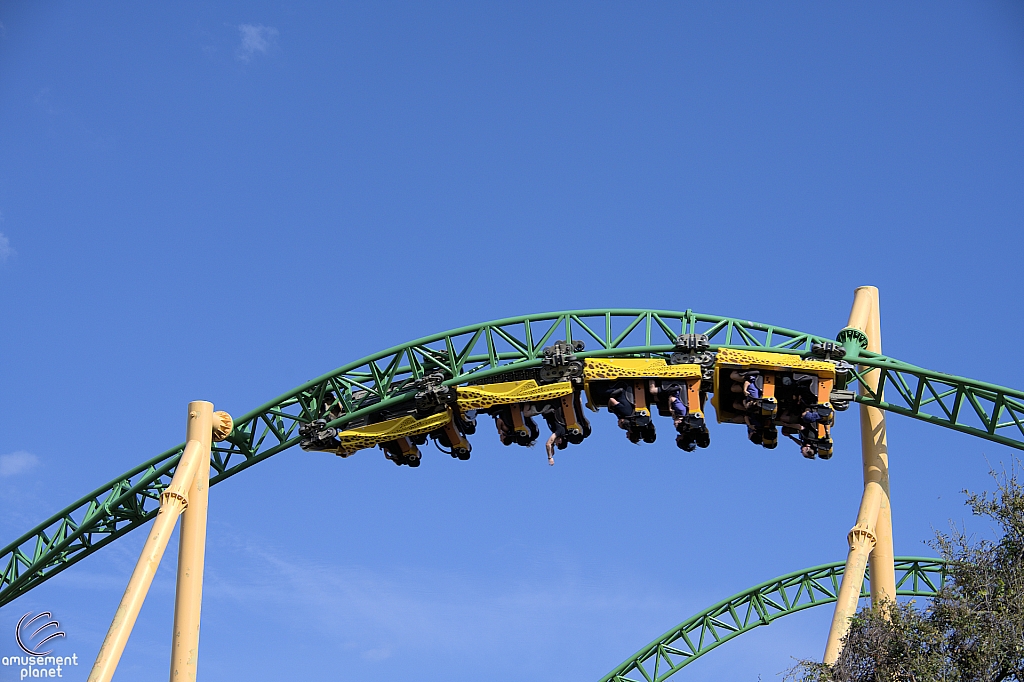 Cheetah Hunt