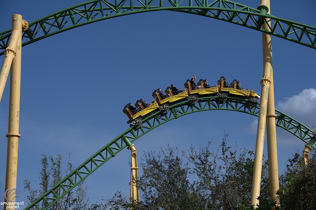 Cheetah Hunt