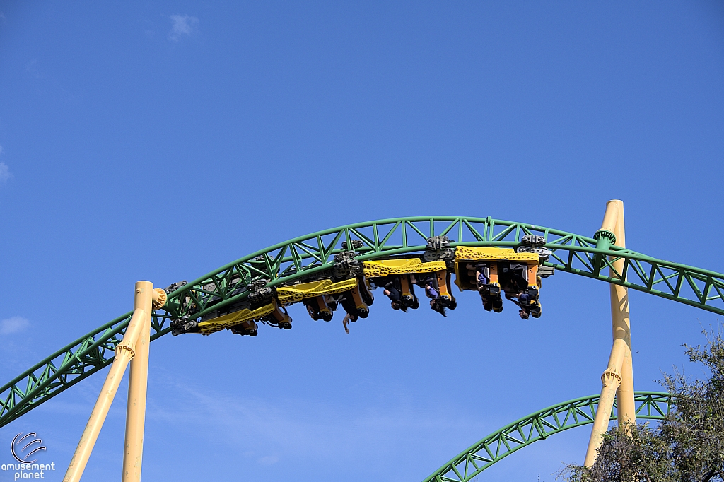 Cheetah Hunt