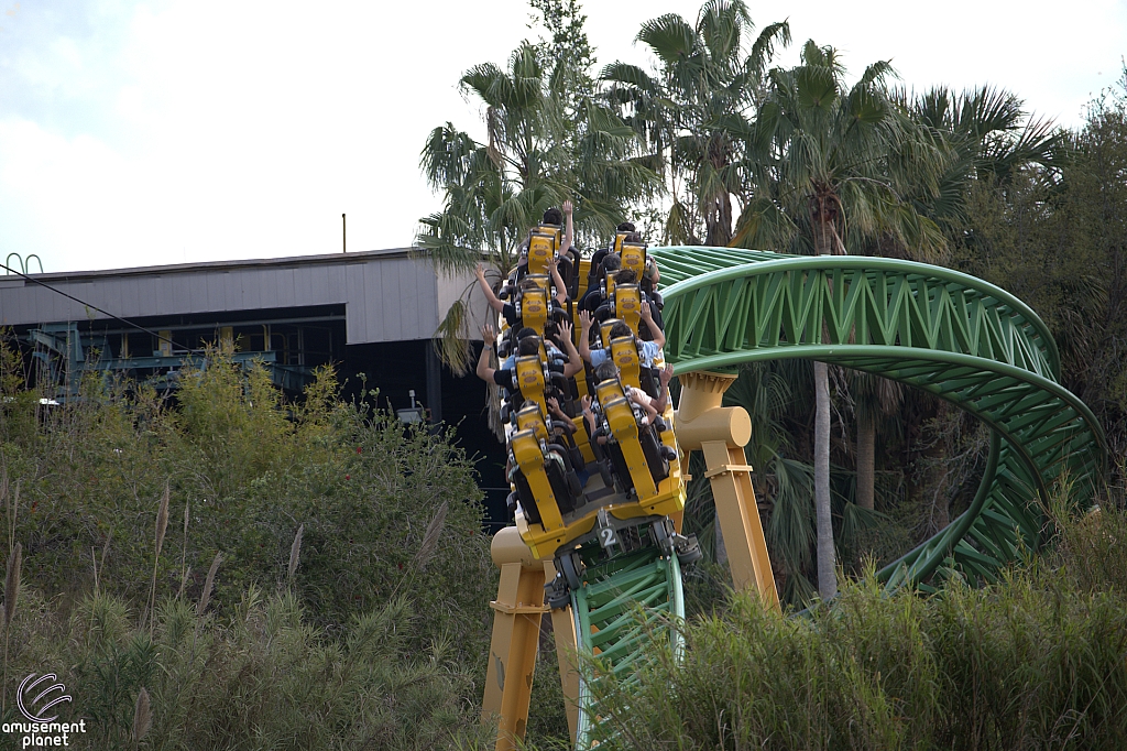 Cheetah Hunt