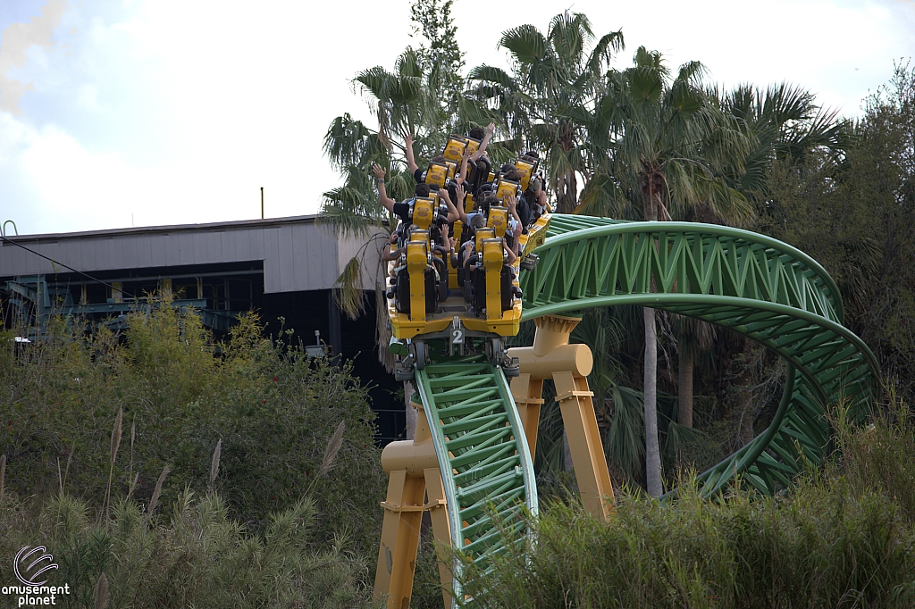 Cheetah Hunt