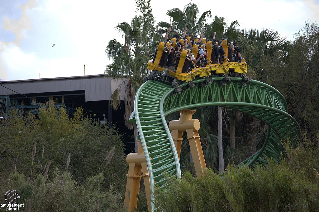 Cheetah Hunt