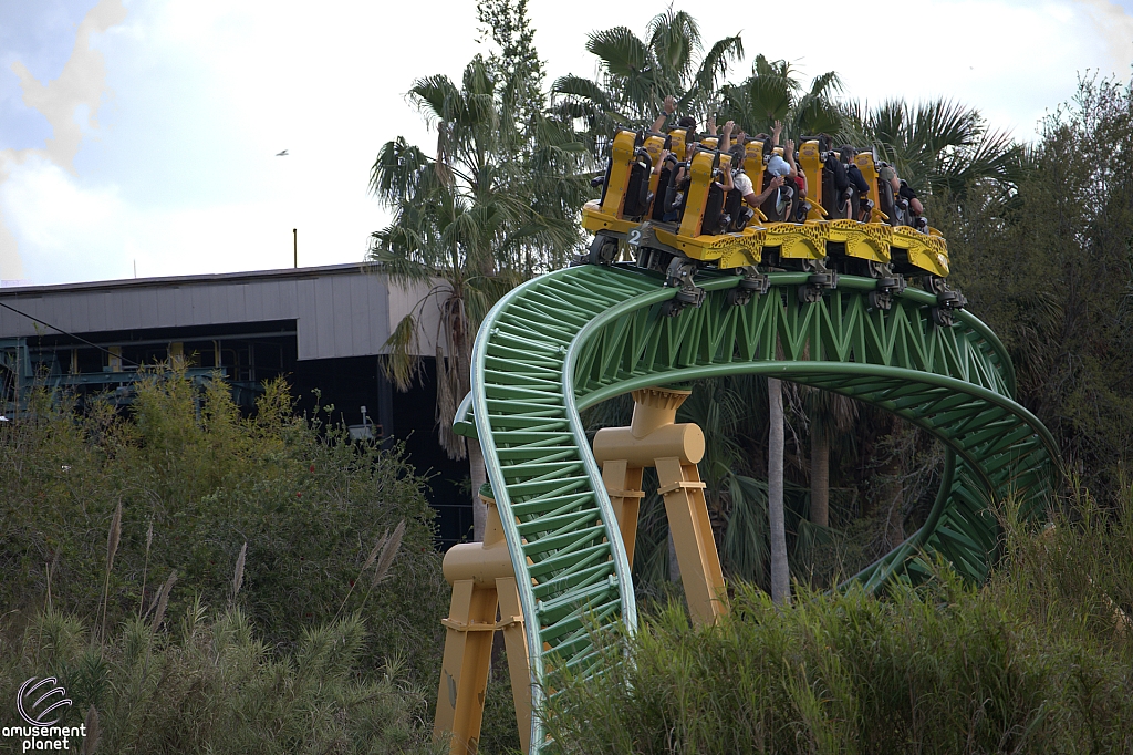 Cheetah Hunt
