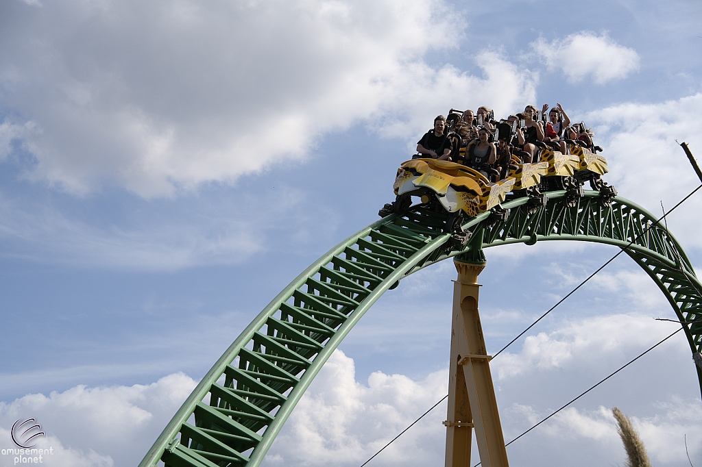 Cheetah Hunt