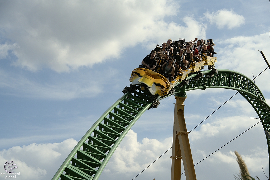 Cheetah Hunt